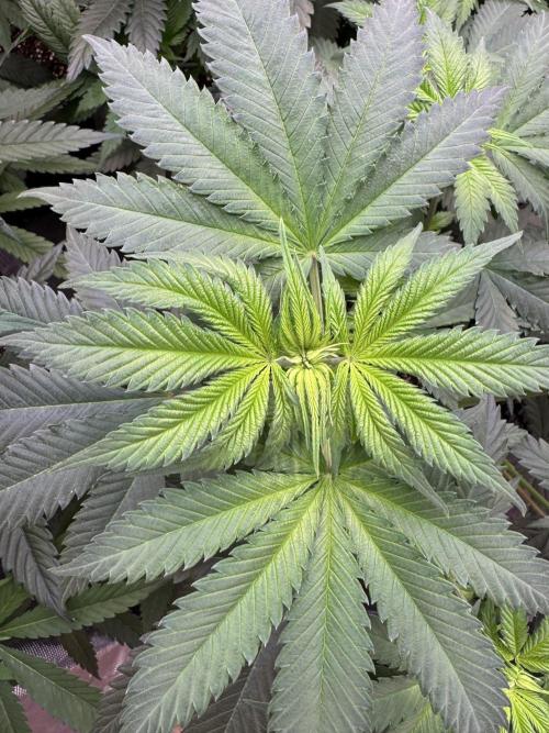 Old School 😶‍🌫️. Week 7