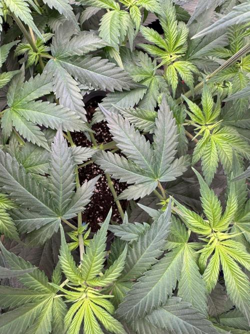 Old School 😶‍🌫️. Week 7