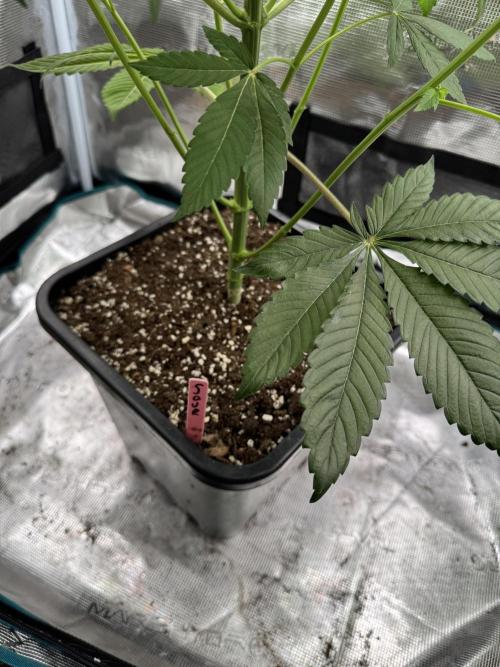 Gas Station ⛽️. Week 7