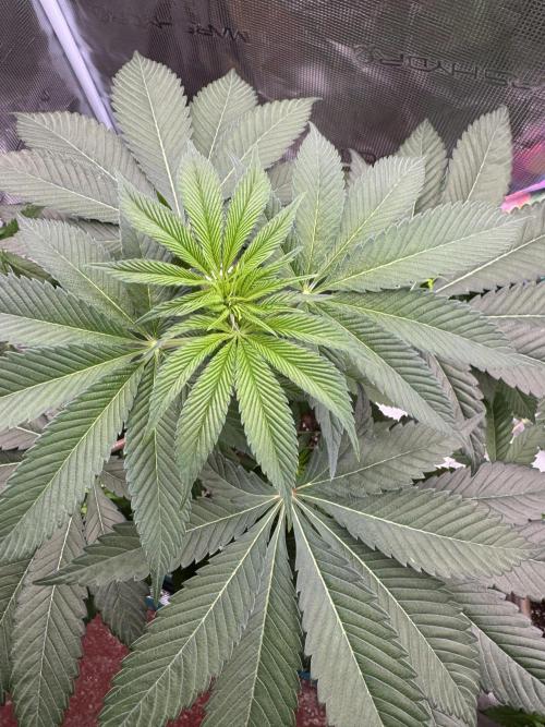 Gas Station ⛽️. Week 7