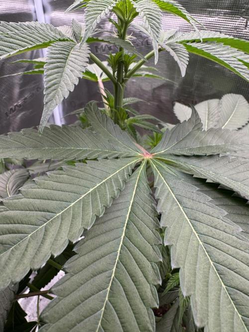 Gas Station ⛽️. Week 7