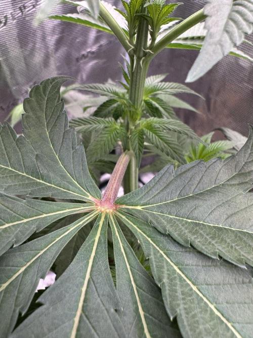 Gas Station ⛽️. Week 7