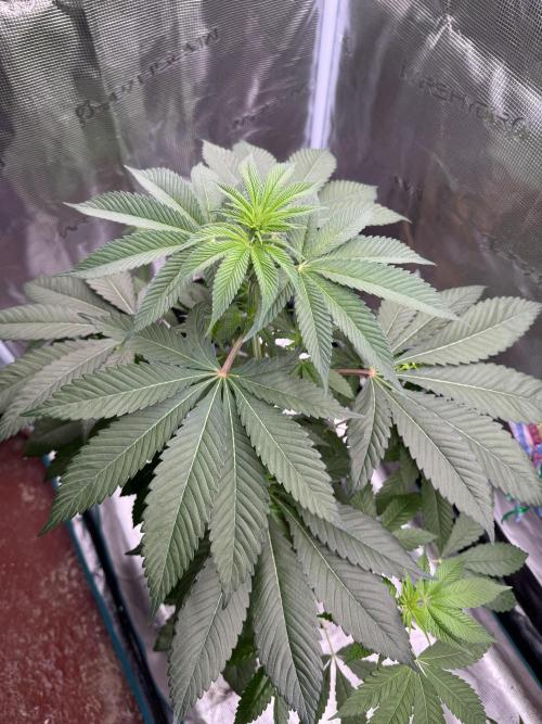 Gas Station ⛽️. Week 7