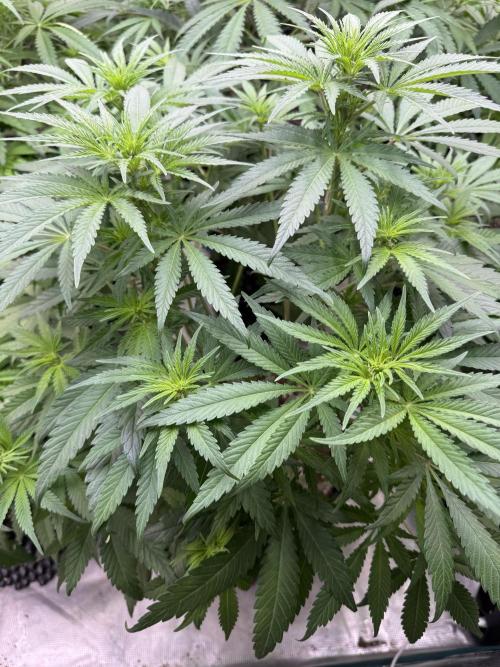 Sherbet Season 🌈. Week 7