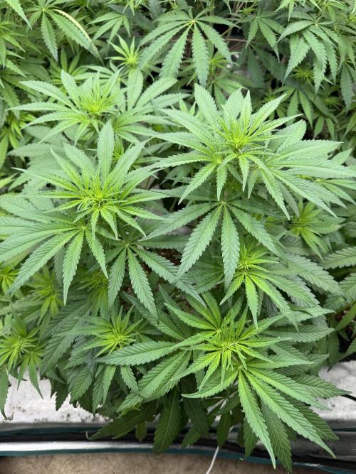 Sherbet Season 🌈. Week 7