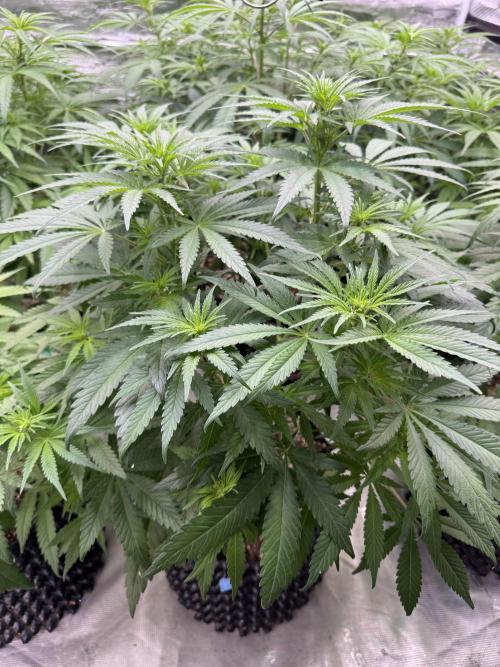 Sherbet Season 🌈. Week 7