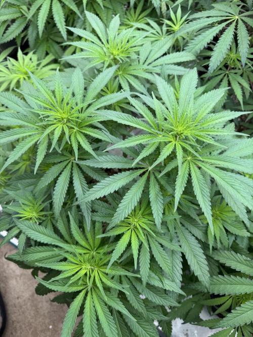 Sherbet Season 🌈. Week 7