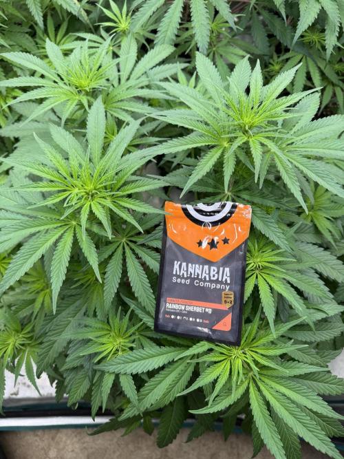 Sherbet Season 🌈. Week 7