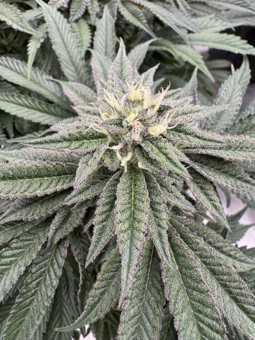 Doughnut Time 🍩. Week 12