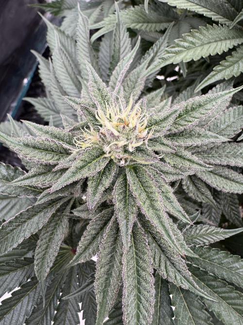 Doughnut Time 🍩. Week 12