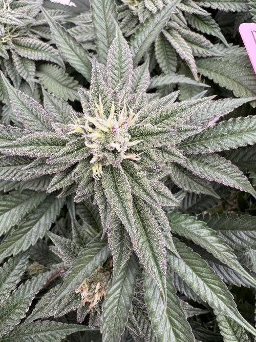 Doughnut Time 🍩. Week 12