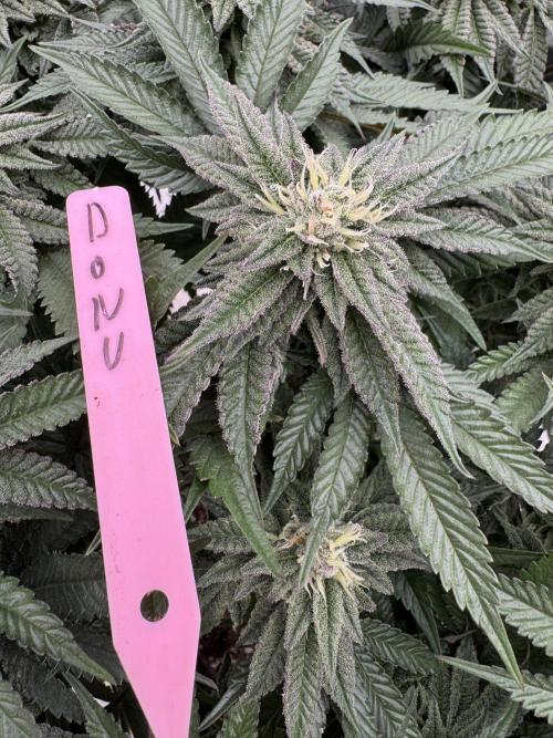 Doughnut Time 🍩. Week 12