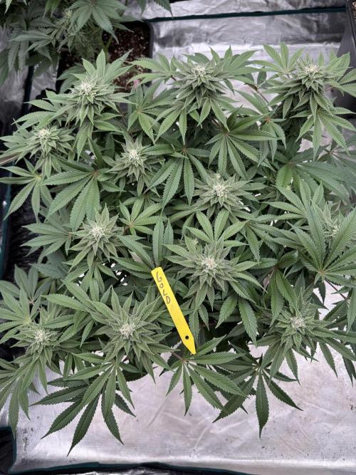 Golden sands 🏜️. Week 12