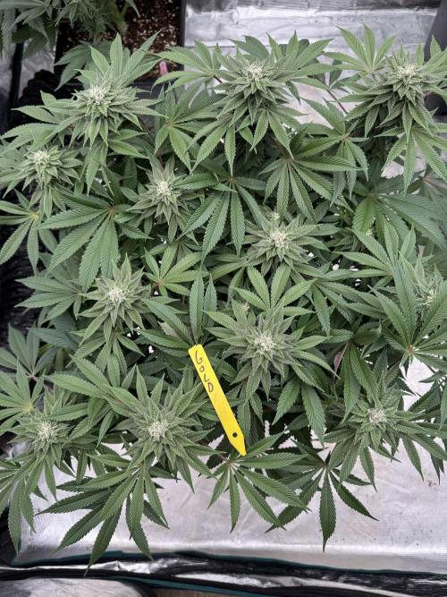 Golden sands 🏜️. Week 12