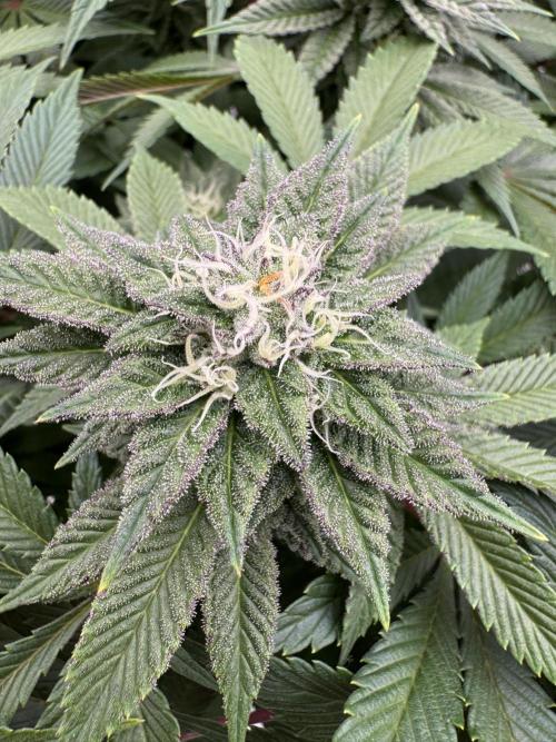 Golden sands 🏜️. Week 12