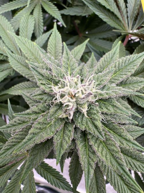 Golden sands 🏜️. Week 12