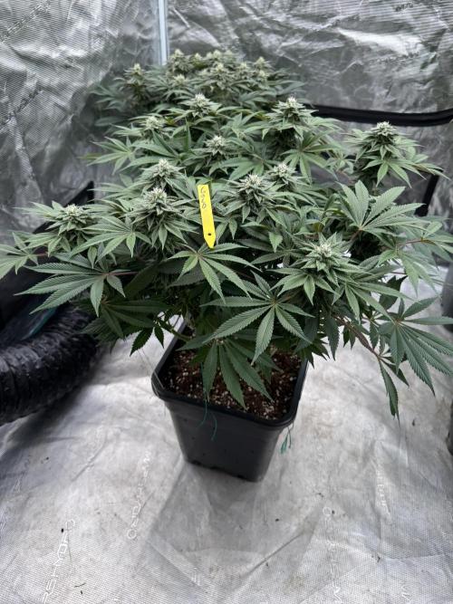 Golden sands 🏜️. Week 12