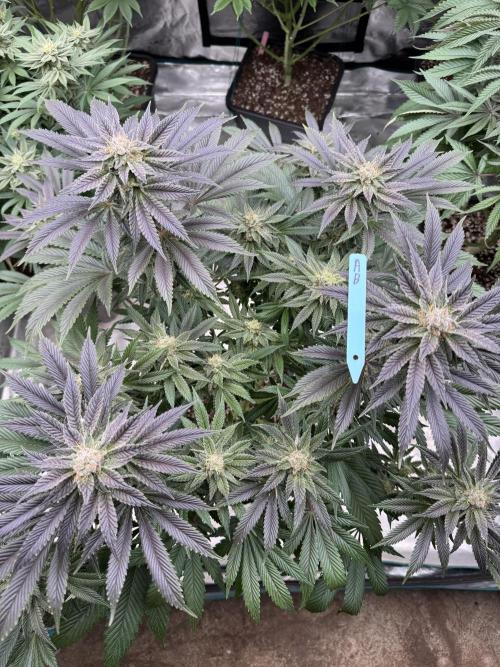 Tropical duo 🏝️. Week 12