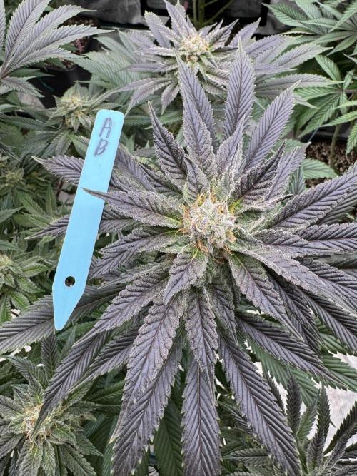 Tropical duo 🏝️. Week 12