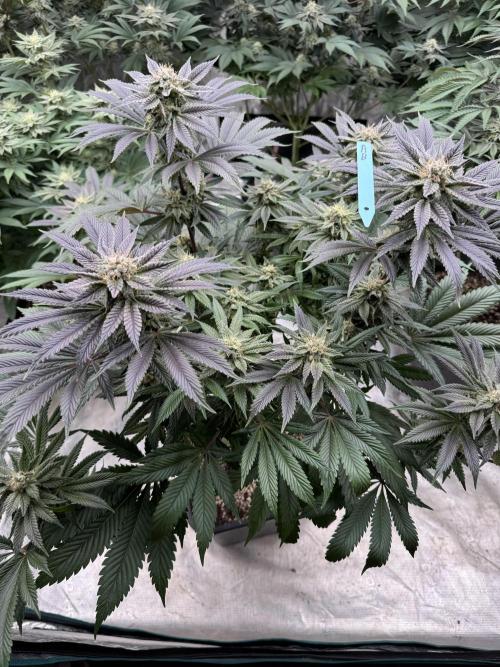 Tropical duo 🏝️. Week 12