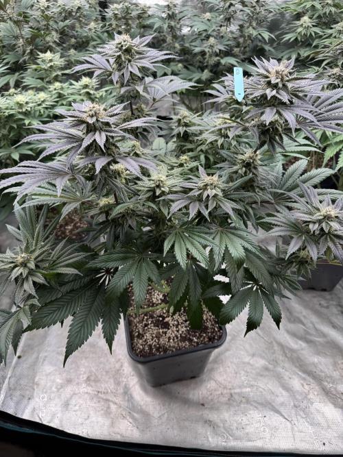 Tropical duo 🏝️. Week 12