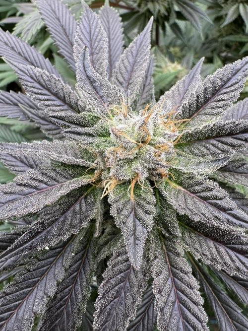 Tropical duo 🏝️. Week 12