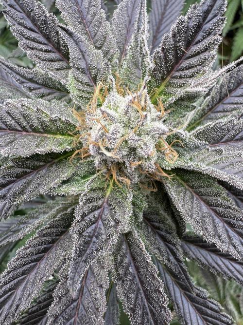 Tropical duo 🏝️. Week 12