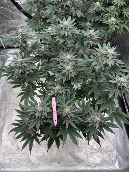 Da Valiotoro 🍦. Week 12