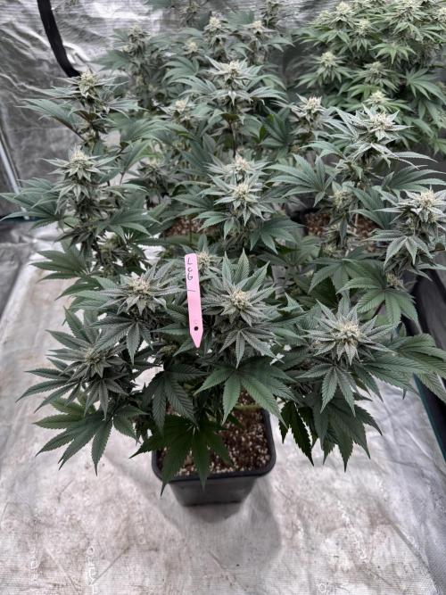 Da Valiotoro 🍦. Week 12