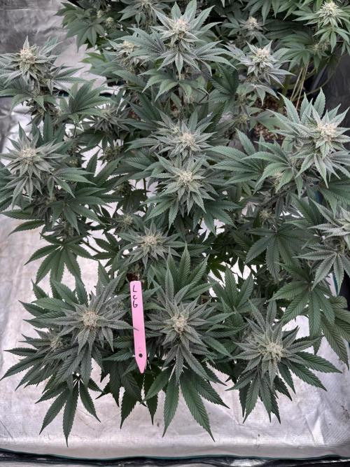 Da Valiotoro 🍦. Week 12