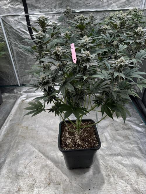 Da Valiotoro 🍦. Week 12