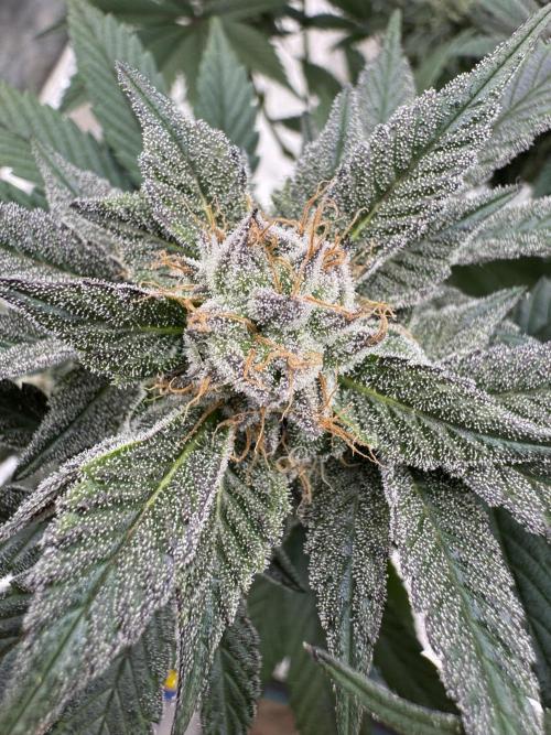 Da Valiotoro 🍦. Week 12