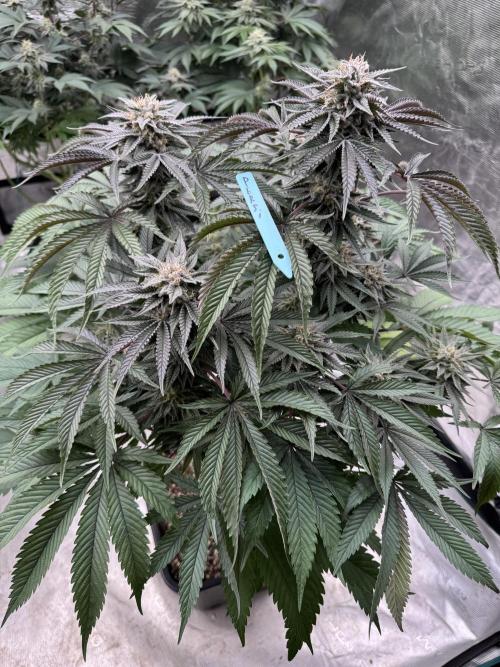 Lemon Tree x Banana Krumble. Week 12