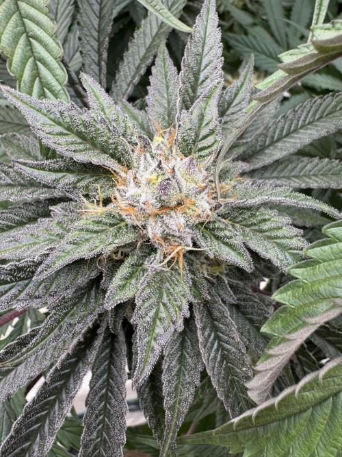 Lemon Tree x Banana Krumble. Week 12