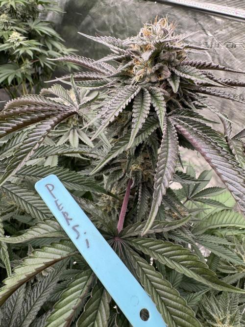 Lemon Tree x Banana Krumble. Week 12