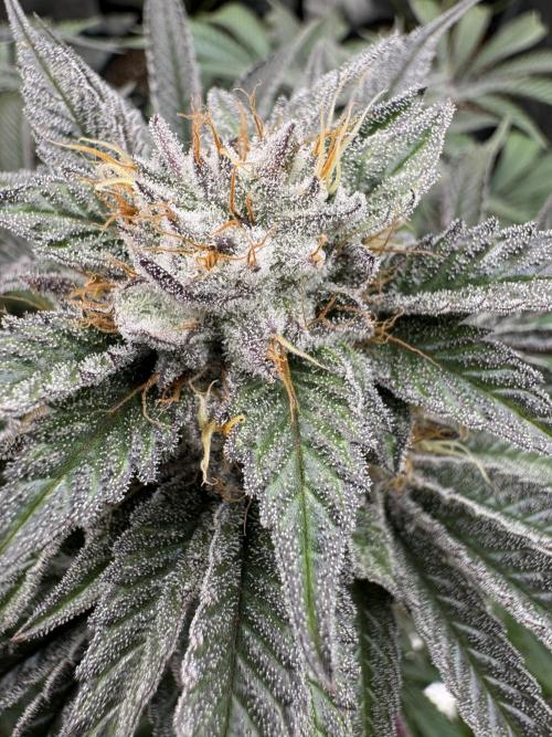 Lemon Tree x Banana Krumble. Week 12