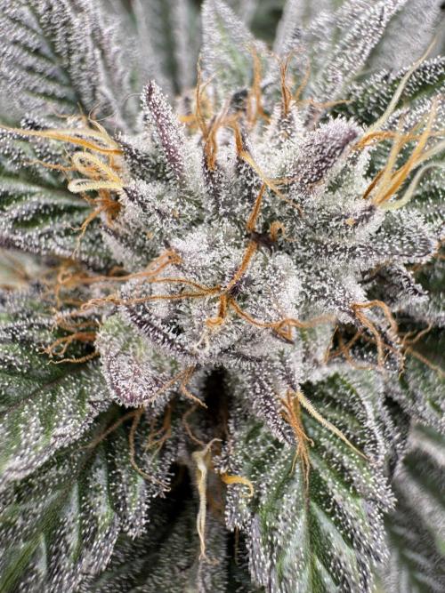 Lemon Tree x Banana Krumble. Week 12