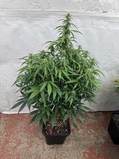 Orange Zest 🍊🍸. Week 8