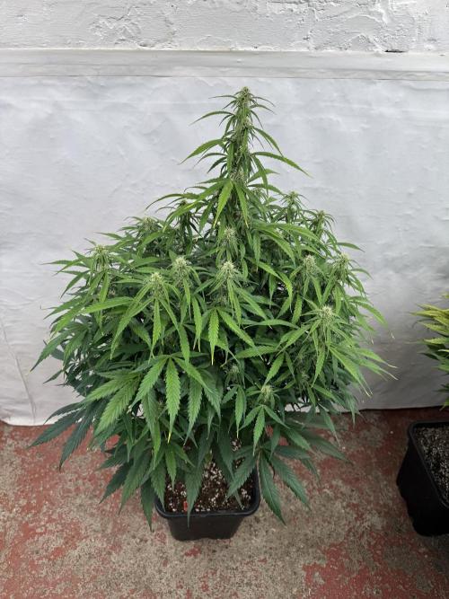 Orange Zest 🍊🍸. Week 8