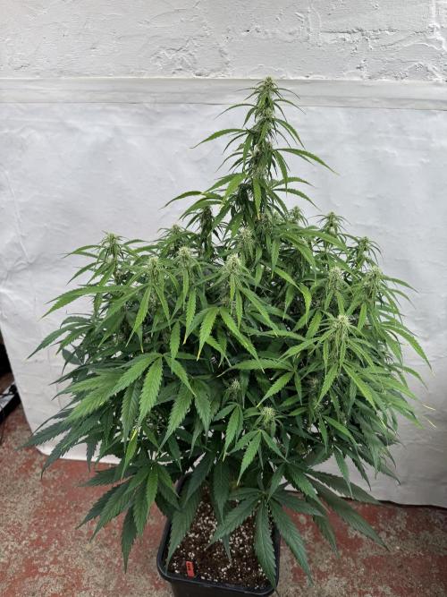 Orange Zest 🍊🍸. Week 8