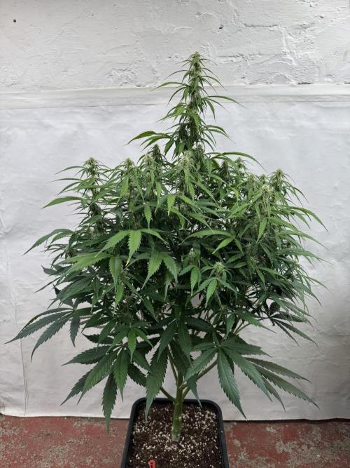 Orange Zest 🍊🍸. Week 8