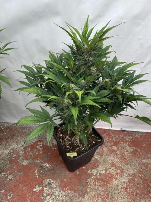 Guava 🍐🍓. Week 8