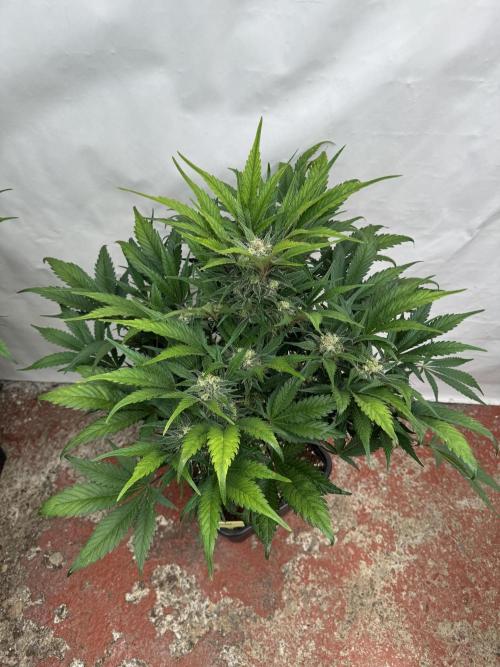 Guava 🍐🍓. Week 8