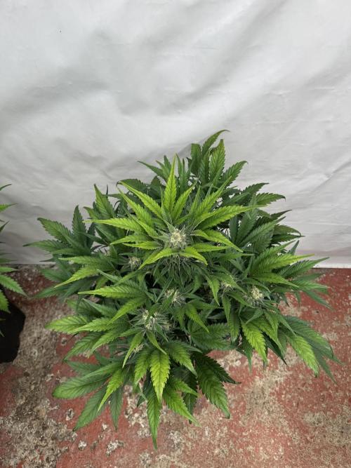 Guava 🍐🍓. Week 8