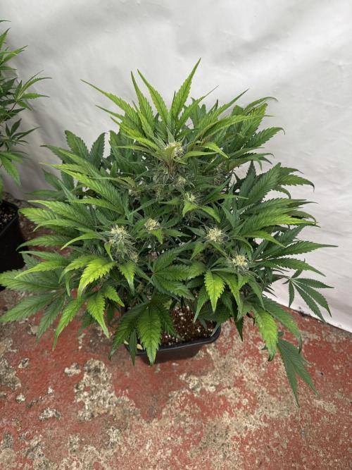 Guava 🍐🍓. Week 8