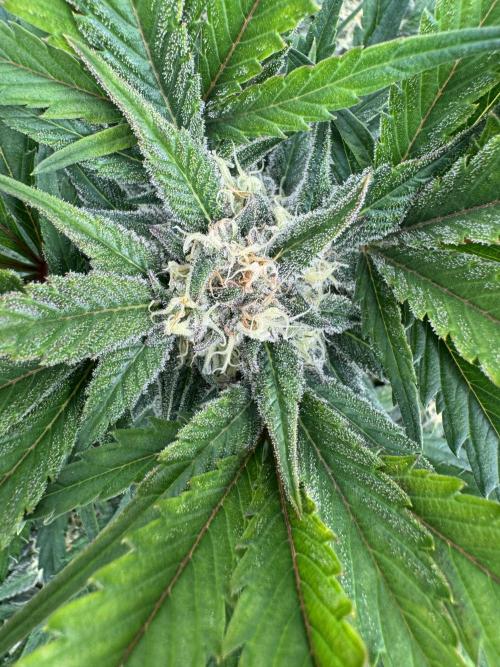 Guava 🍐🍓. Week 8