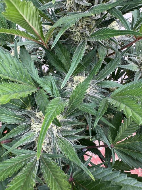 Guava 🍐🍓. Week 8