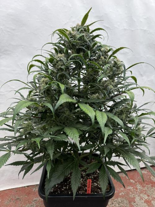 Sweet Crust 🥧. Week 8