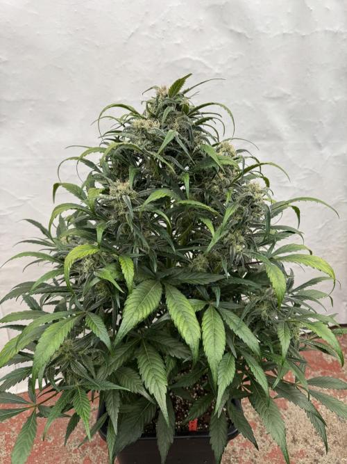 Sweet Crust 🥧. Week 8