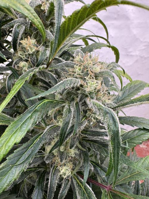 Sweet Crust 🥧. Week 8